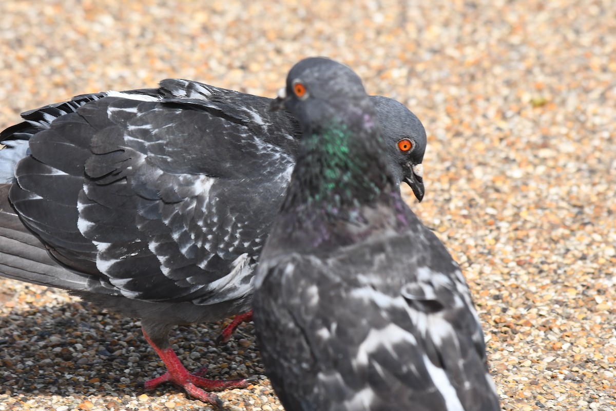 Rock Pigeon (Feral Pigeon) - ML621001507