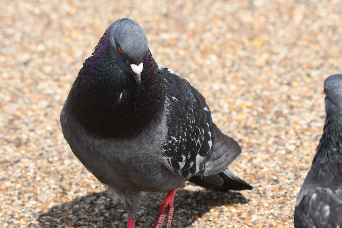 Rock Pigeon (Feral Pigeon) - ML621001508