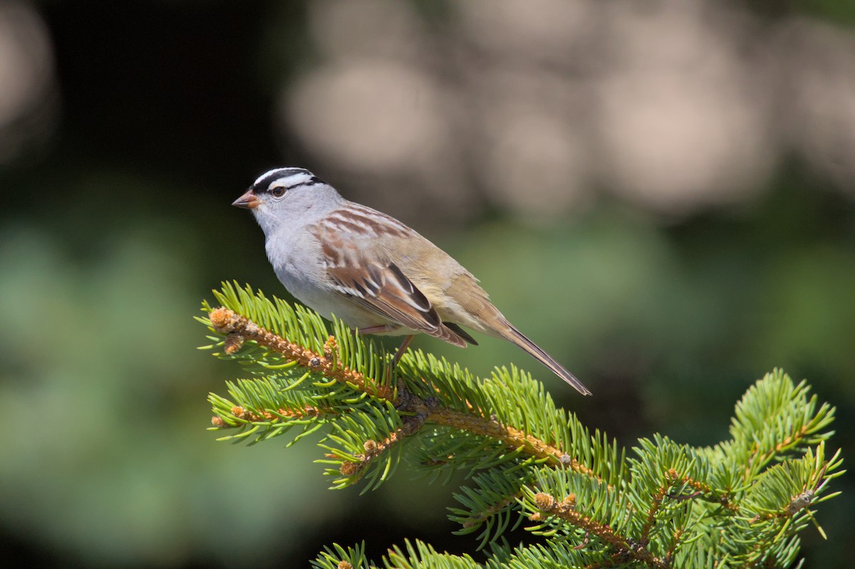 White-crowned Sparrow - ML621001514