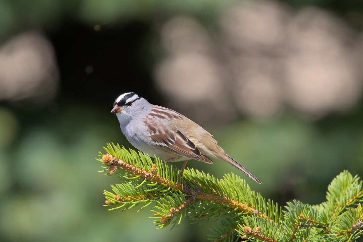 White-crowned Sparrow - ML621001515