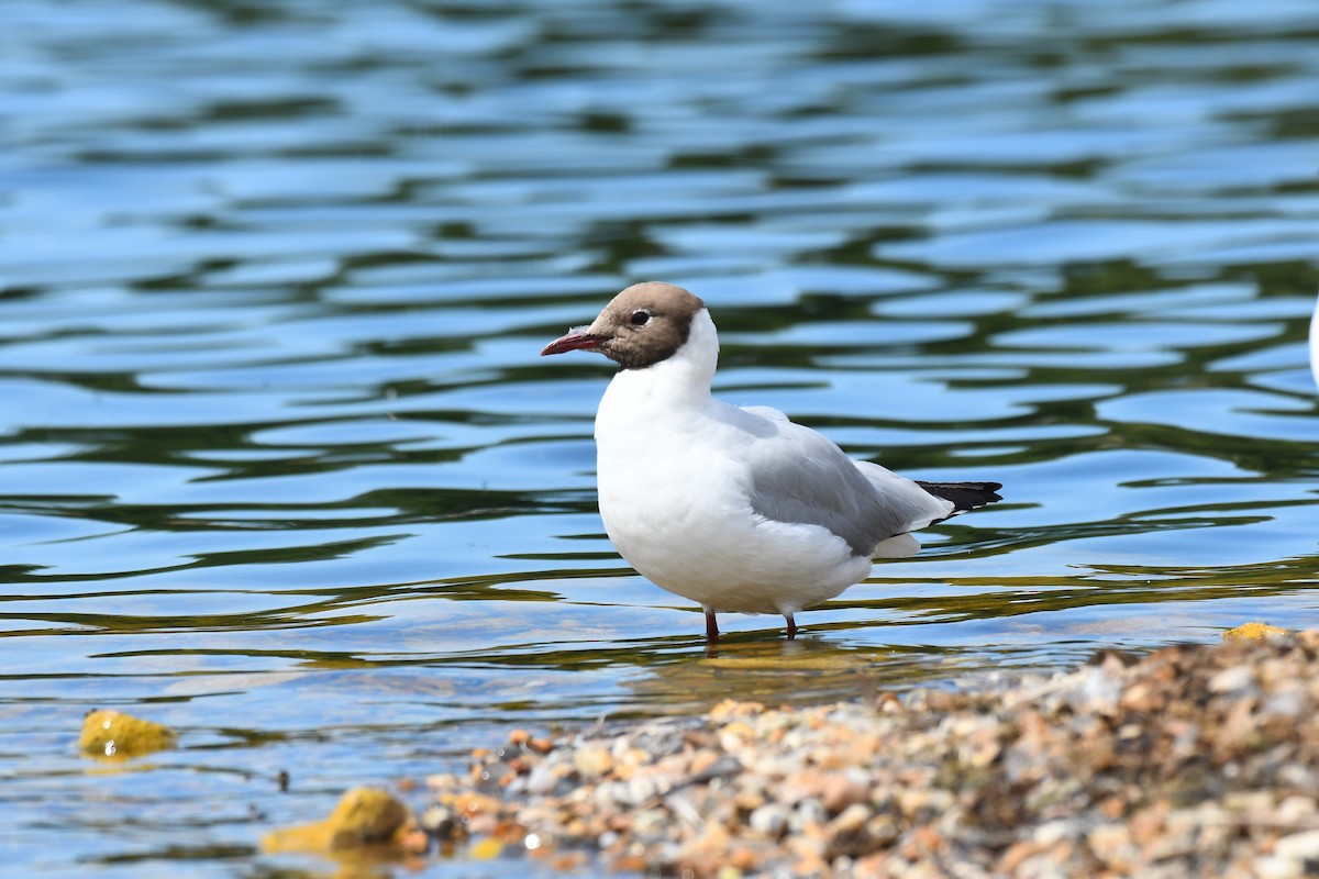 Mouette rieuse - ML621001526