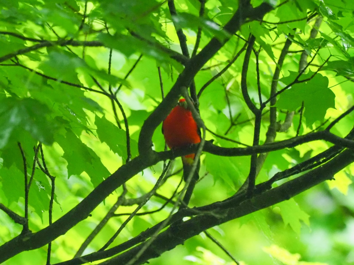 Scarlet Tanager - ML621001529