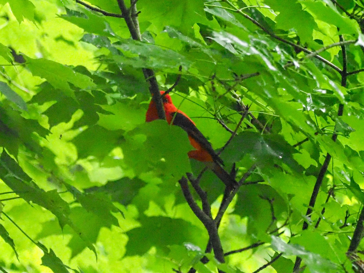 Scarlet Tanager - ML621001531