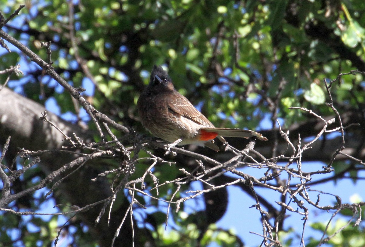 Red-vented Bulbul - ML621001535