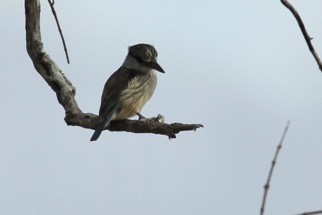 Striped Kingfisher - ML621001551