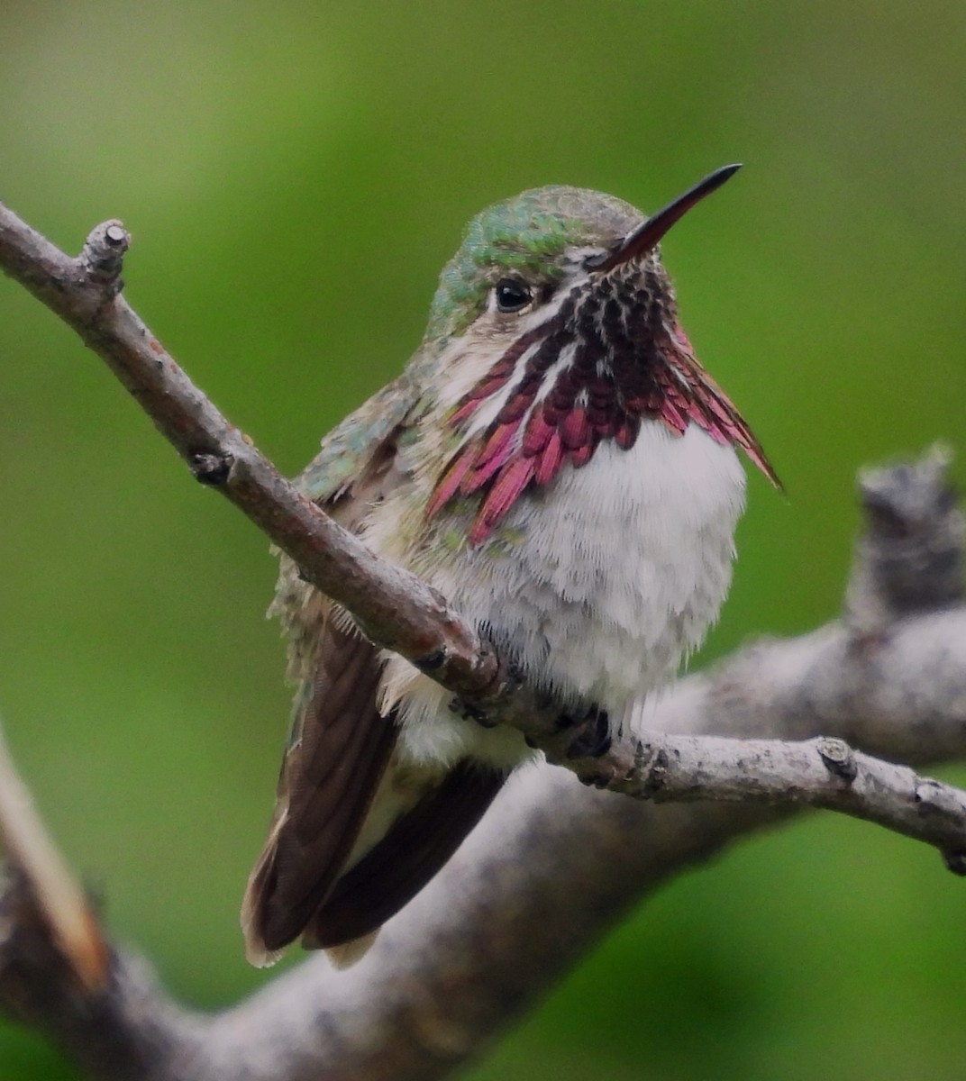 Calliope Hummingbird - ML621001573