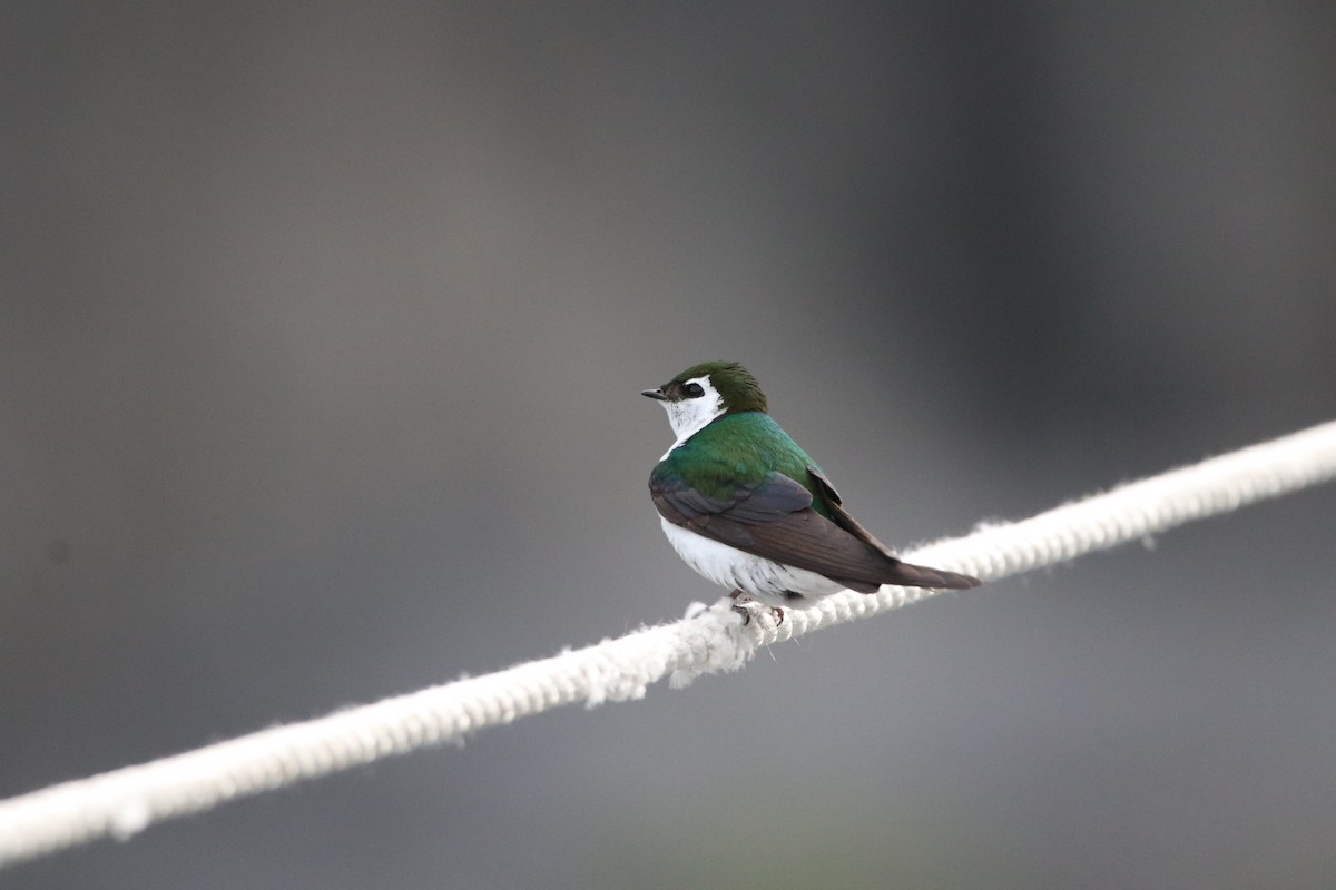 Violet-green Swallow - ML621001576