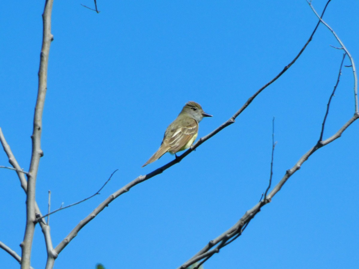 Great Crested Flycatcher - ML621001580