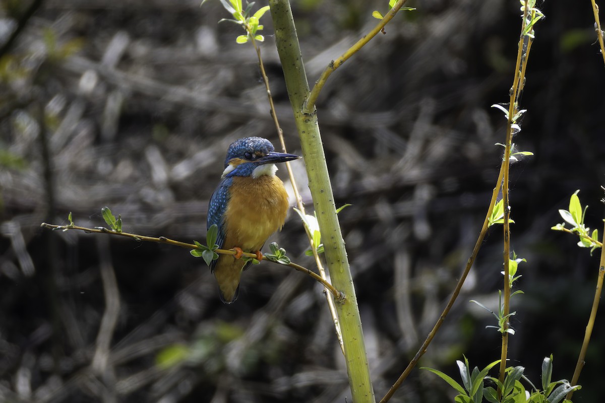 Common Kingfisher - ML621001615