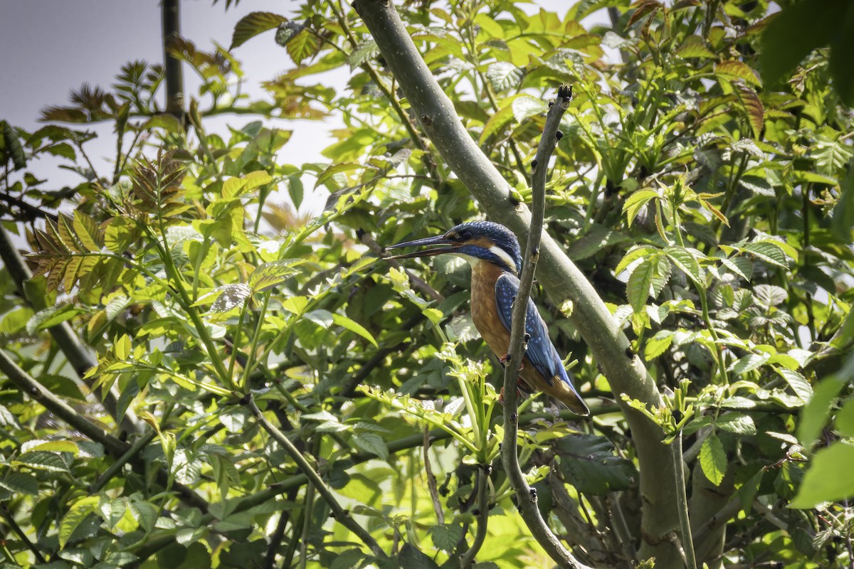 Common Kingfisher - ML621001618