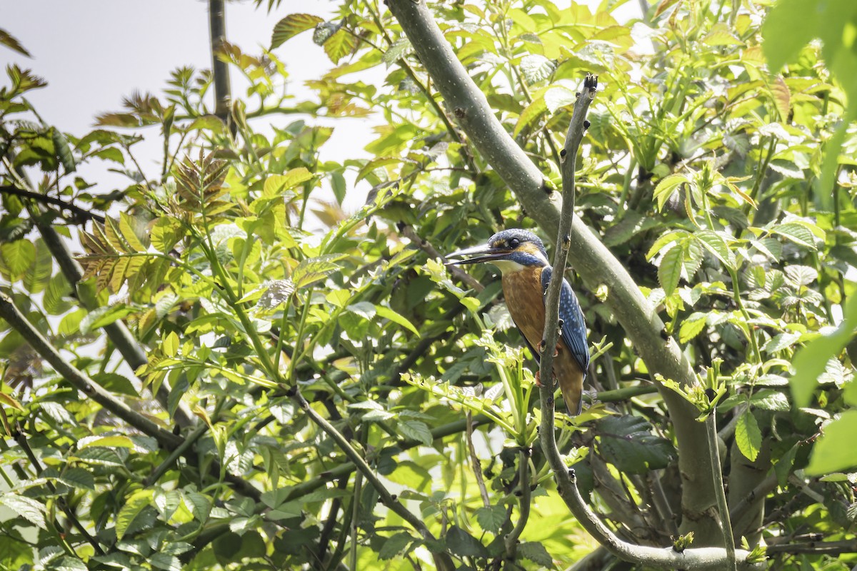 Common Kingfisher - Matt Clifton-Bowley