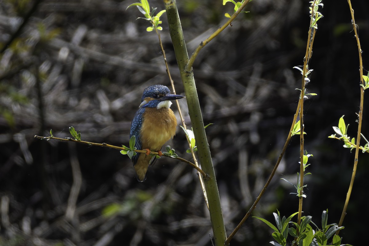 Common Kingfisher - Matt Clifton-Bowley