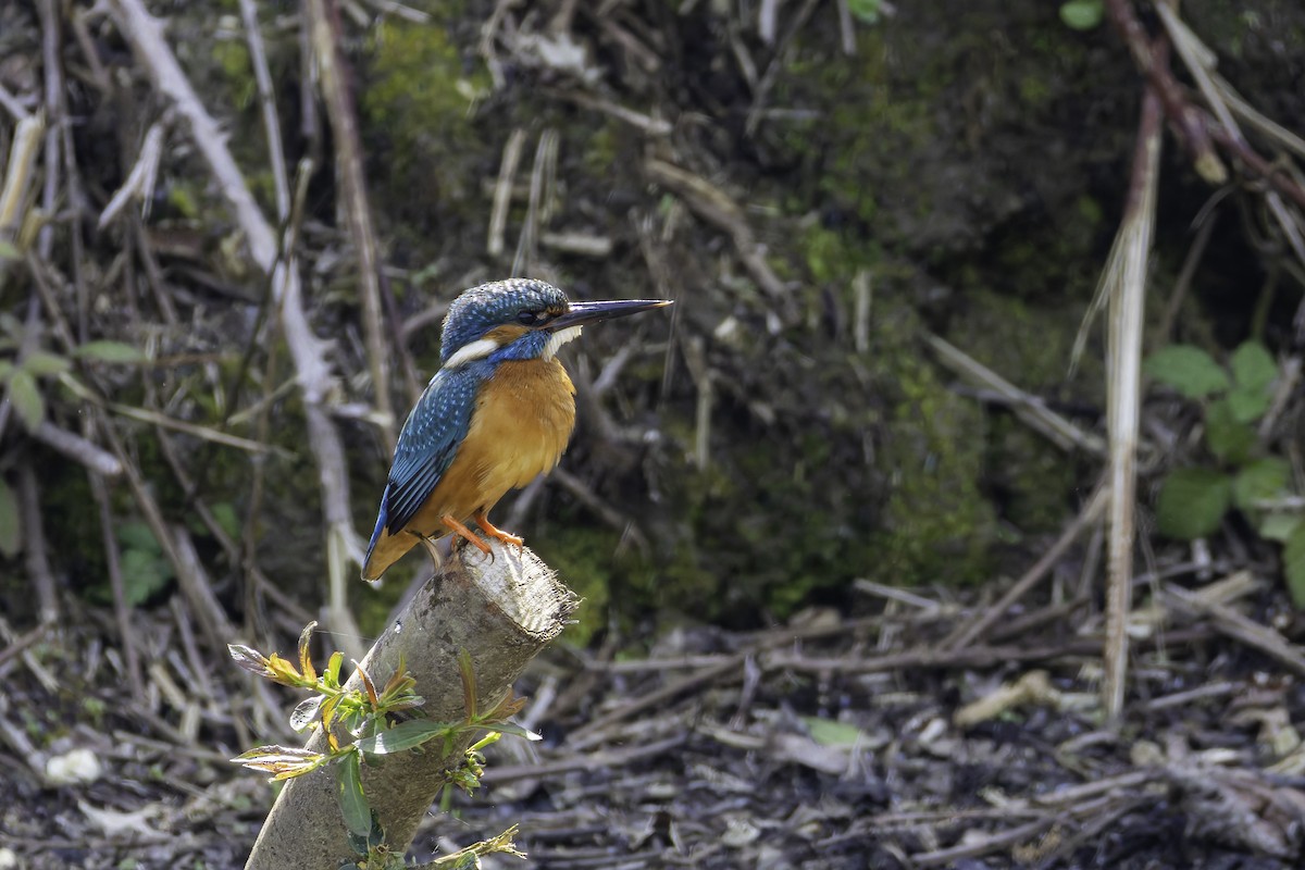 Common Kingfisher - ML621001621