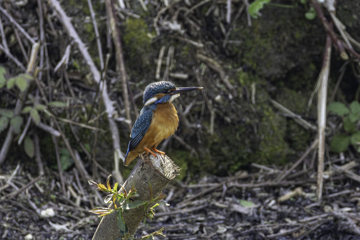 Common Kingfisher - ML621001622