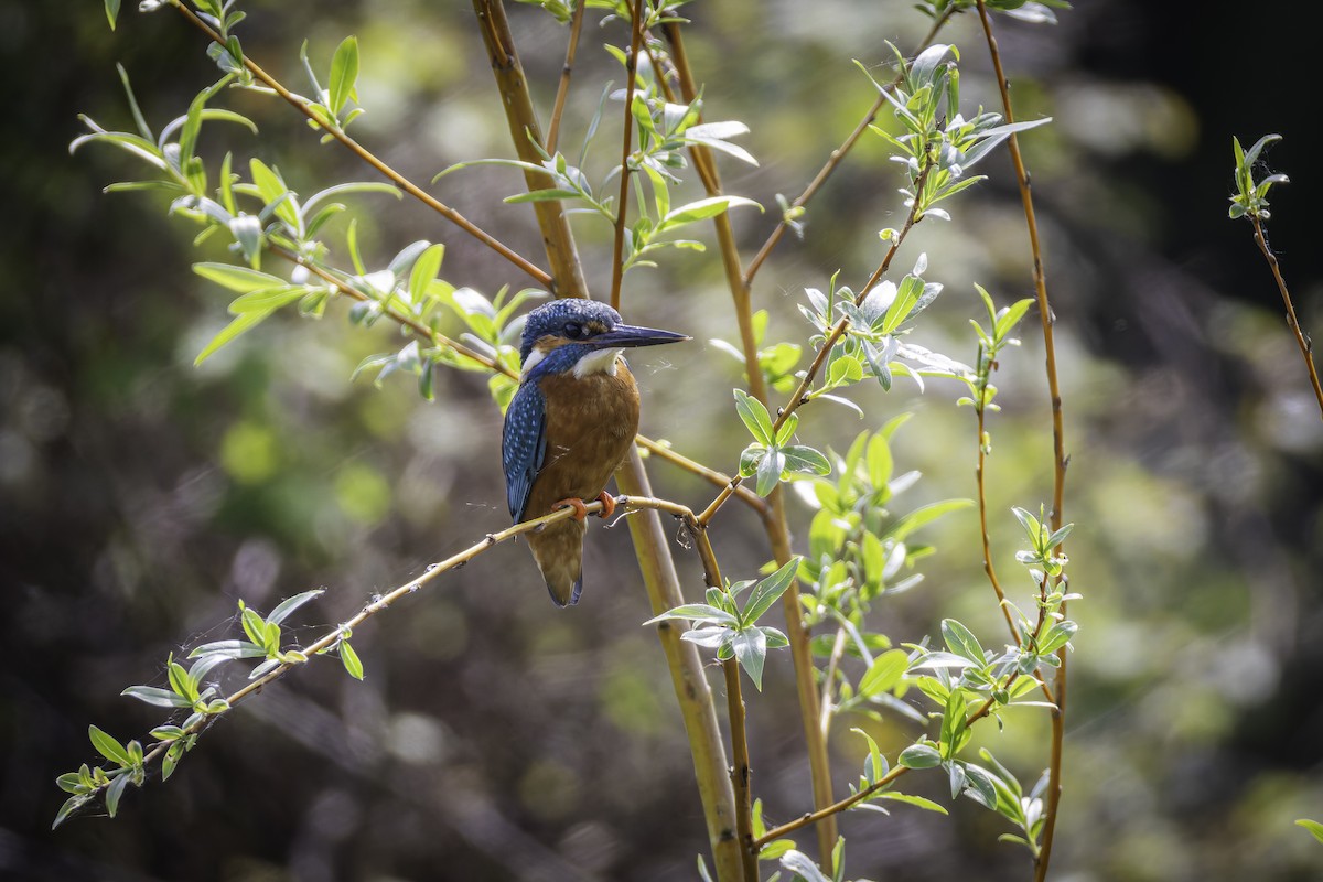 Common Kingfisher - ML621001623