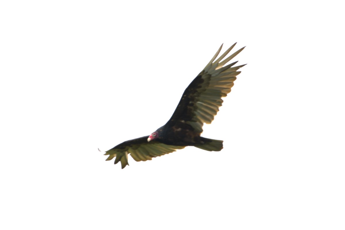 Turkey Vulture - ML621001645