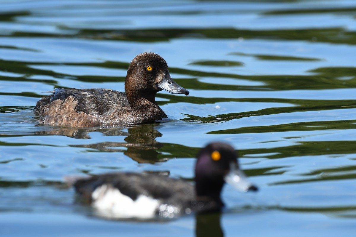 Tufted Duck - ML621001648