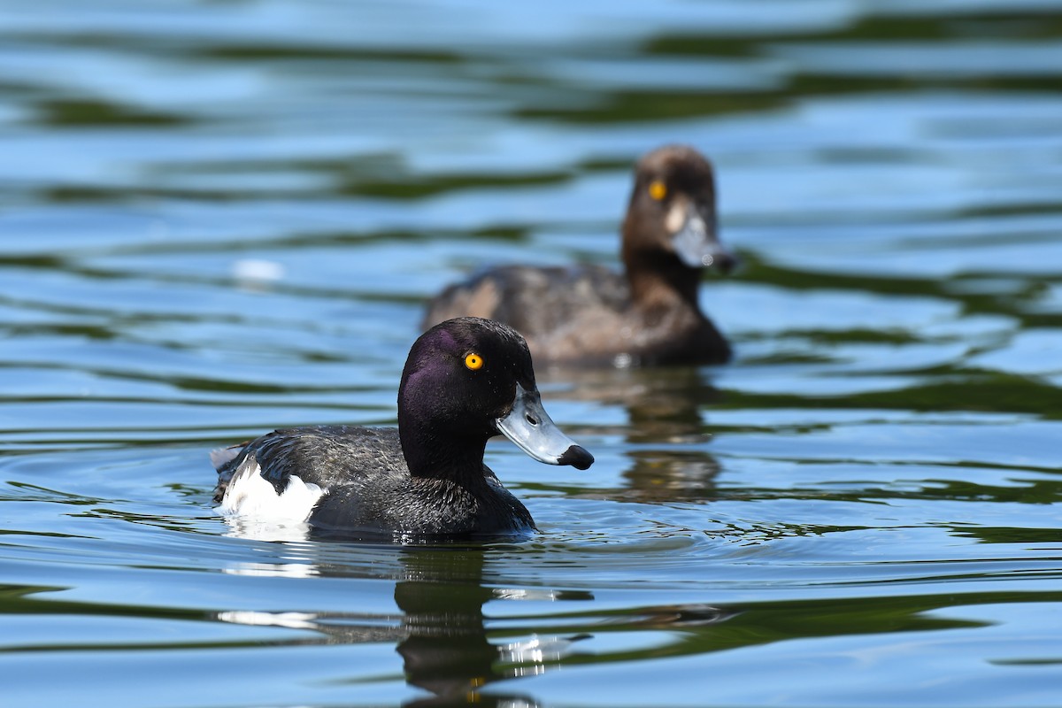 Tufted Duck - ML621001649