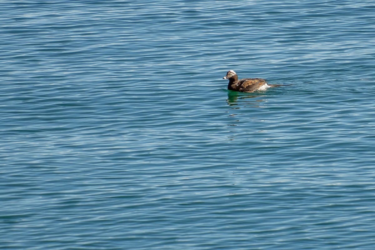 Long-tailed Duck - ML621001660