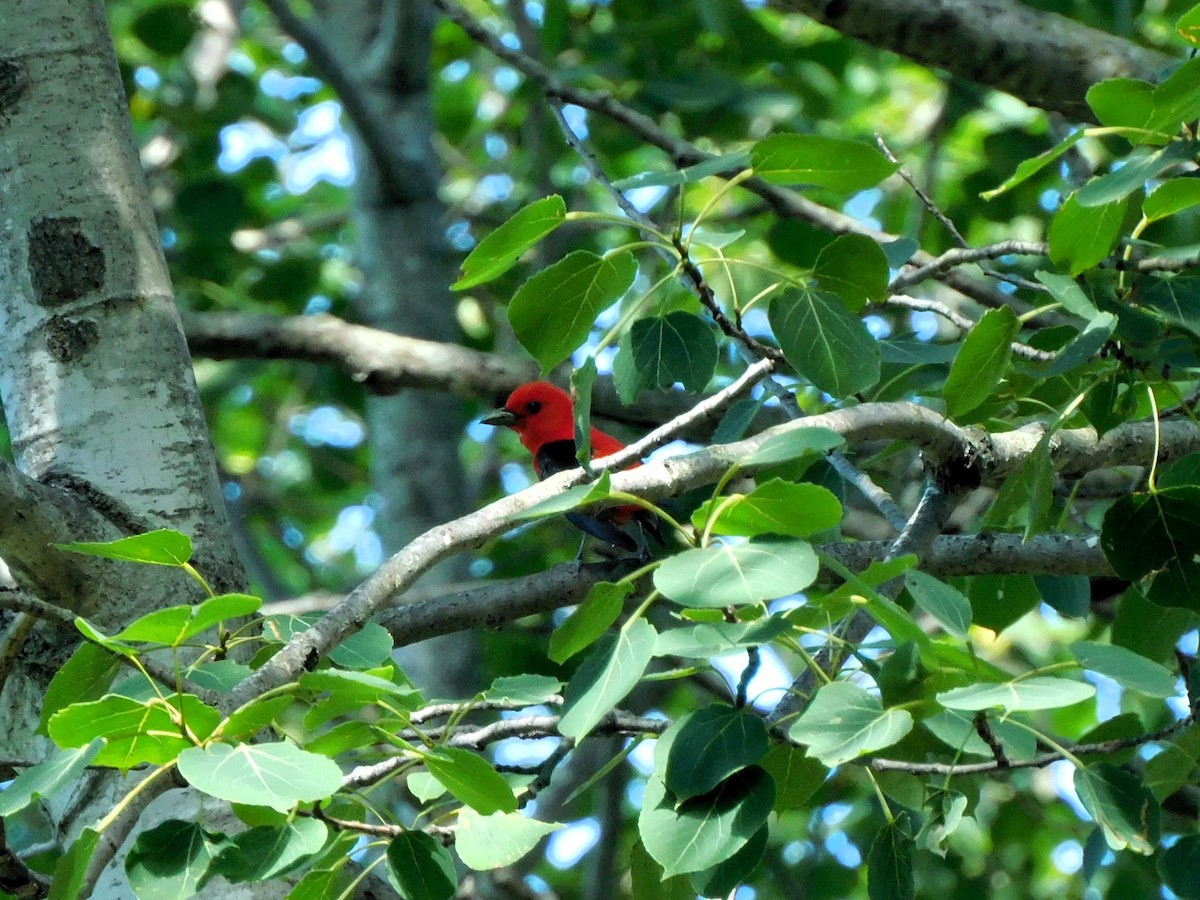 Scarlet Tanager - ML621001666
