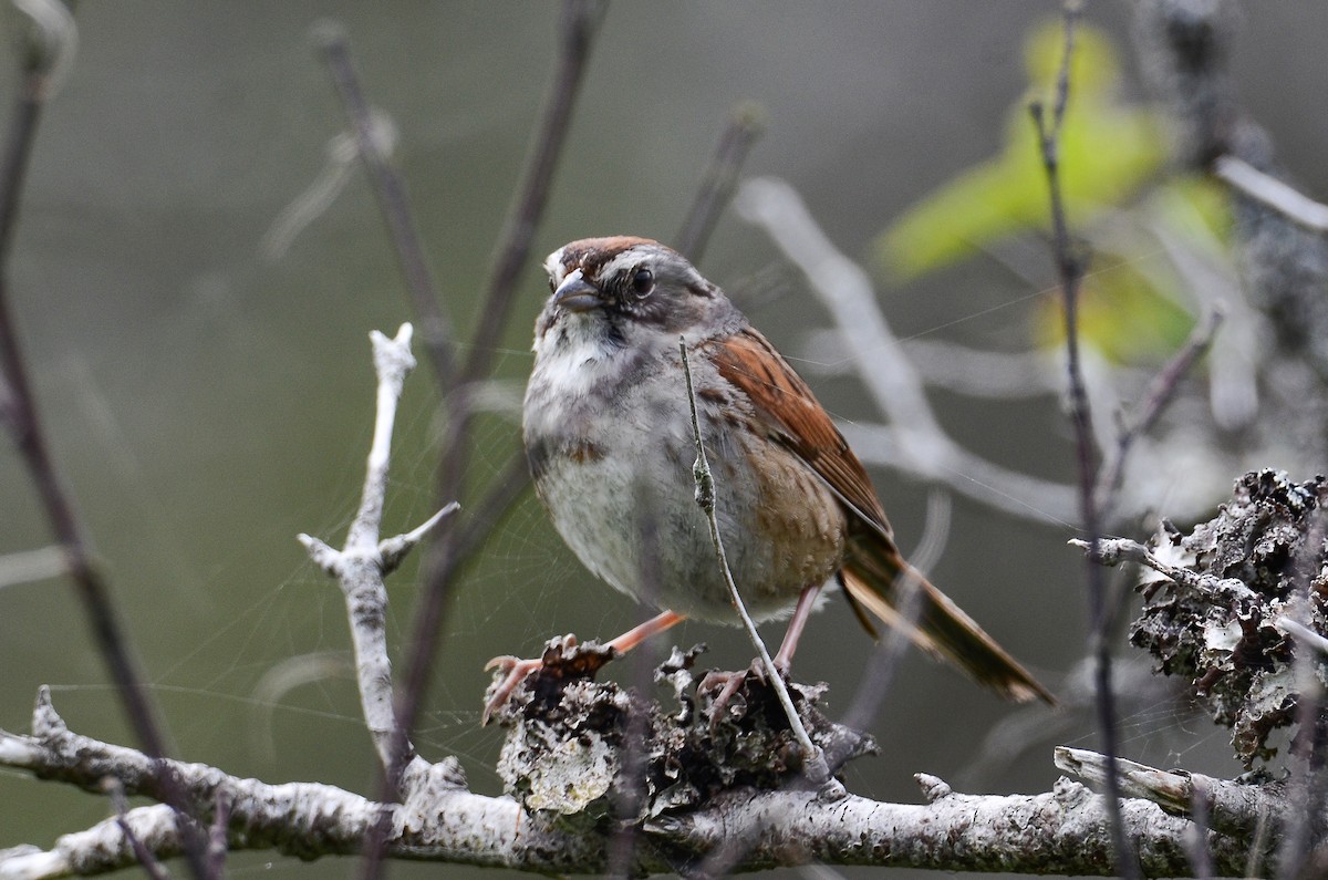 Swamp Sparrow - ML621001667