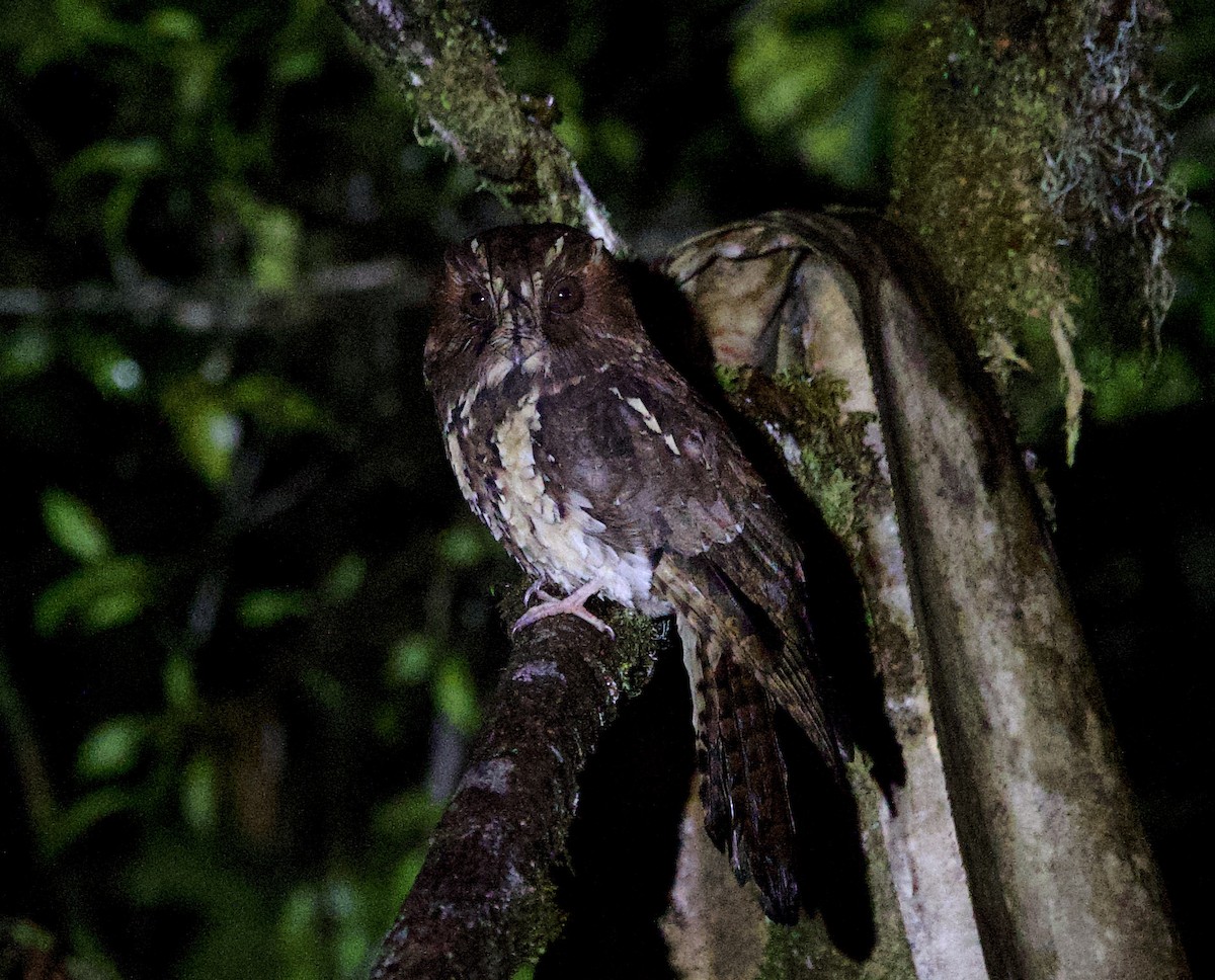 Feline Owlet-nightjar - ML621001671