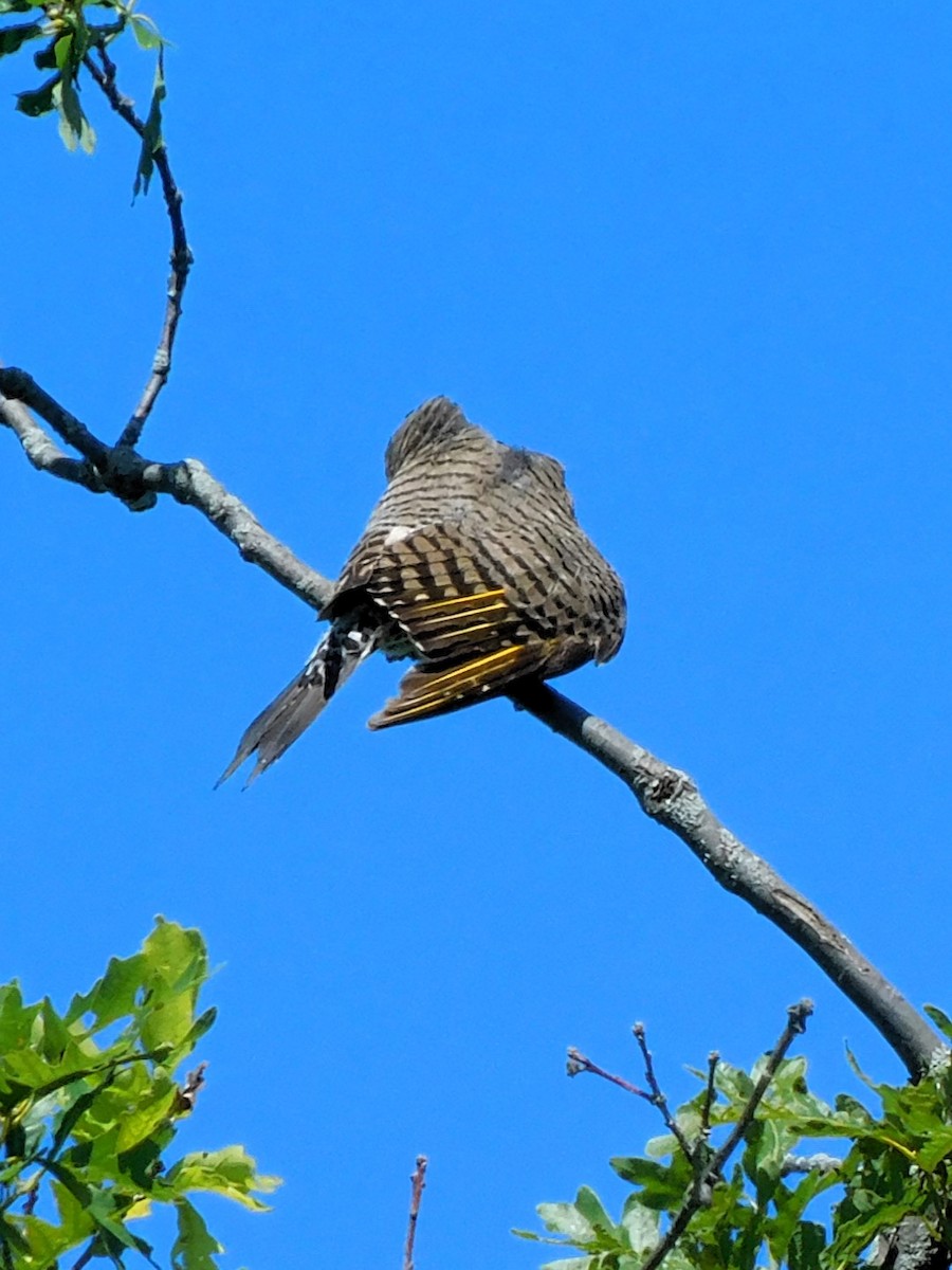 Northern Flicker (Yellow-shafted) - ML621001705