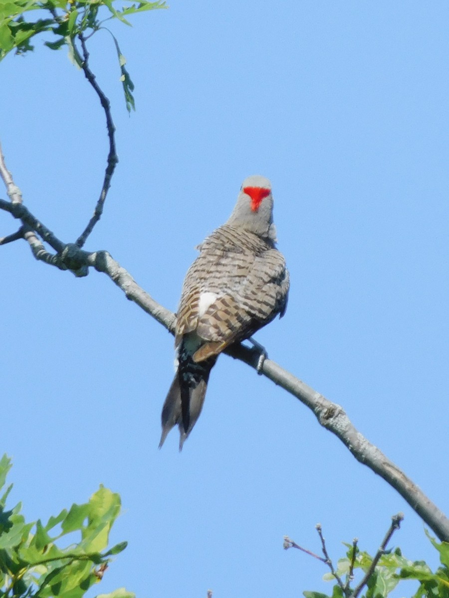 Northern Flicker (Yellow-shafted) - ML621001707