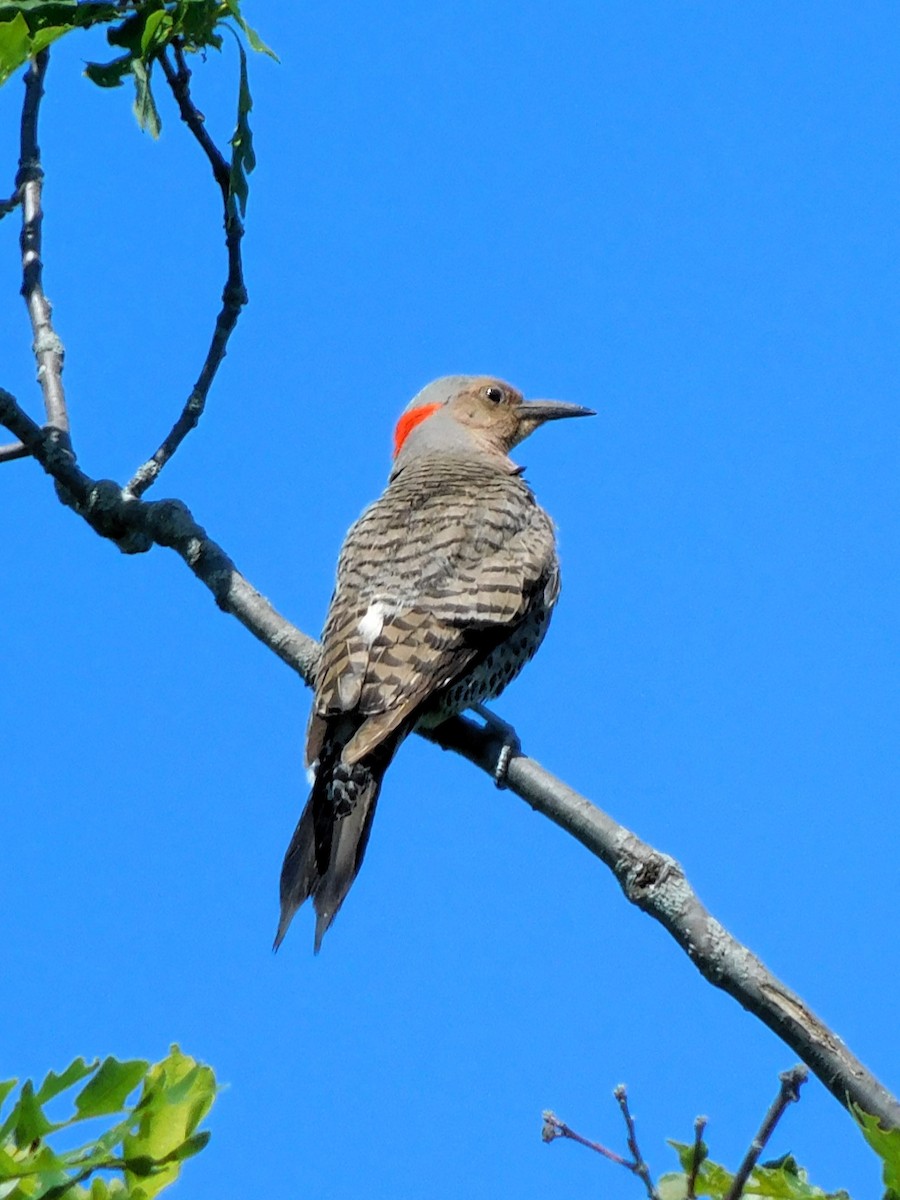 Northern Flicker (Yellow-shafted) - ML621001708