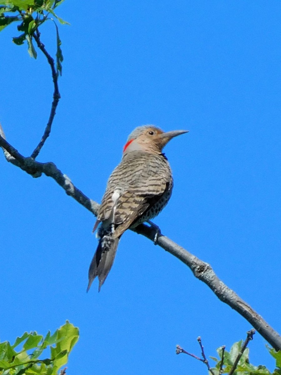 Northern Flicker (Yellow-shafted) - ML621001709