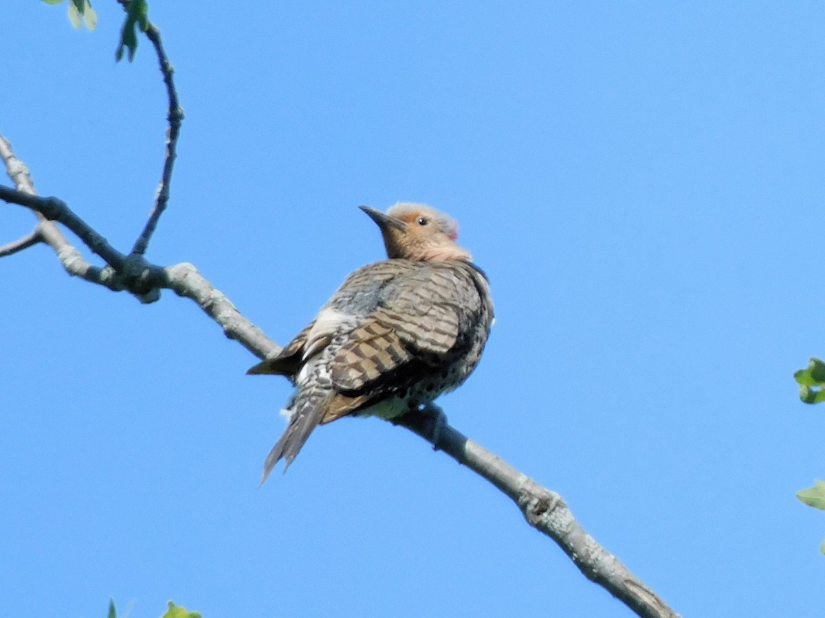 Northern Flicker (Yellow-shafted) - ML621001710