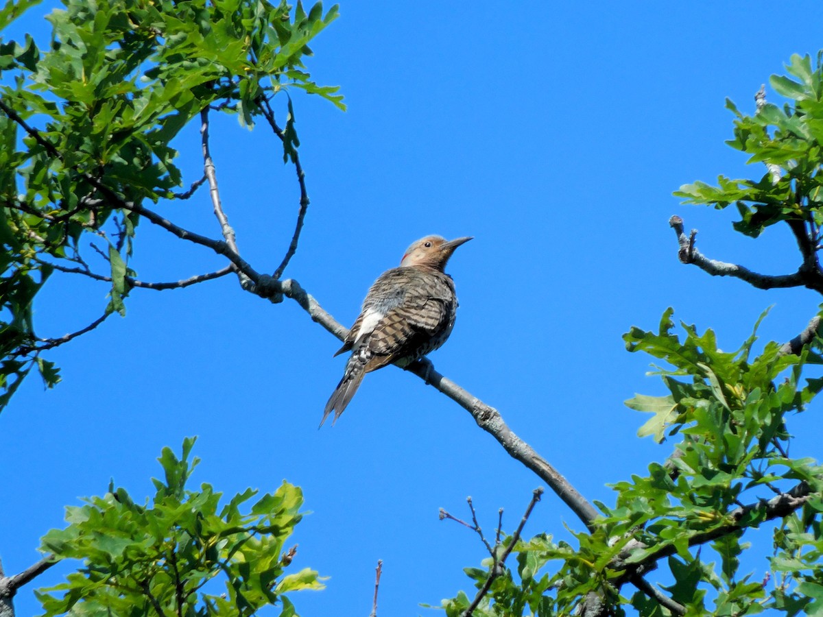 Northern Flicker (Yellow-shafted) - ML621001711