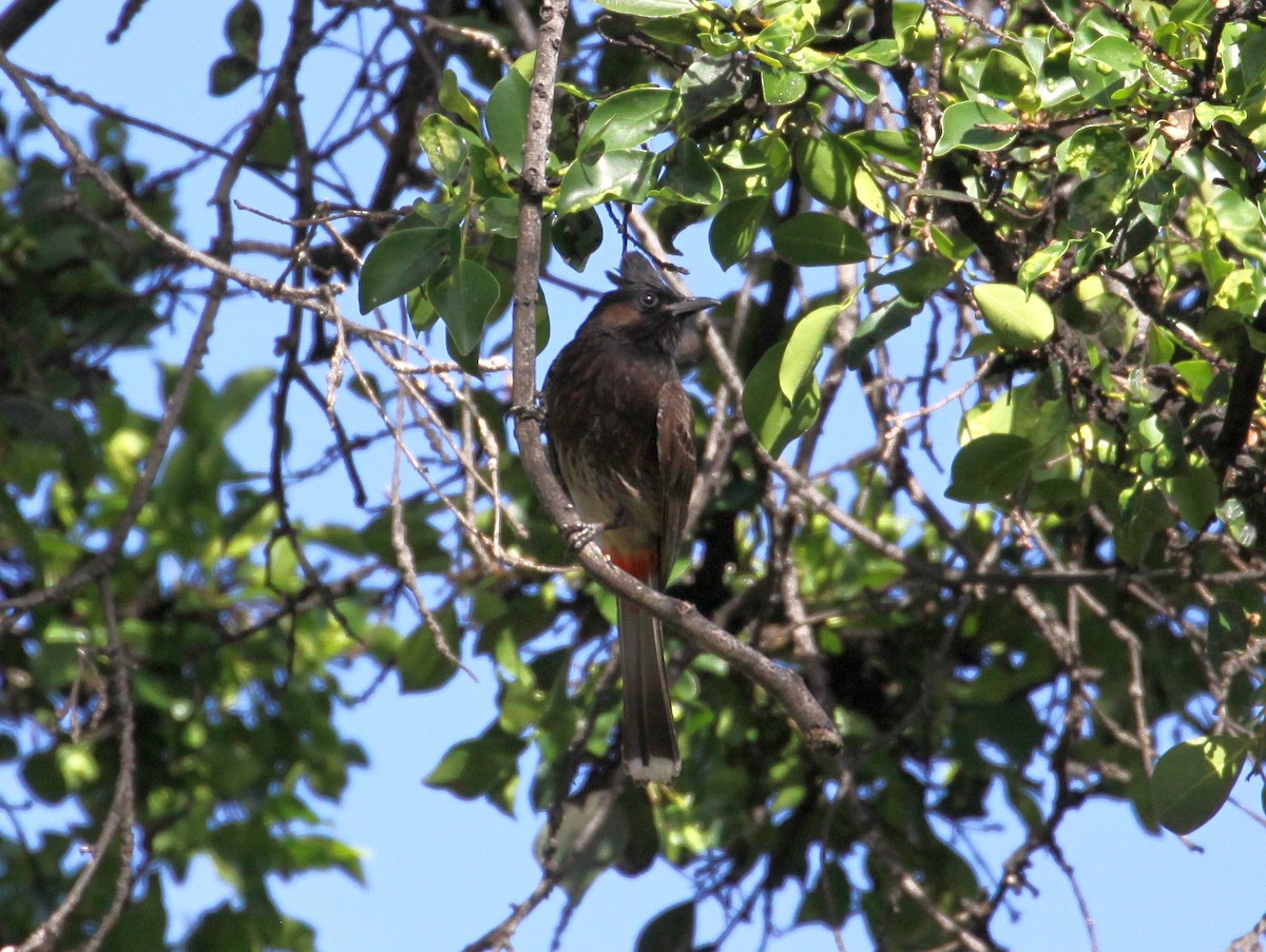 Red-vented Bulbul - ML621001720