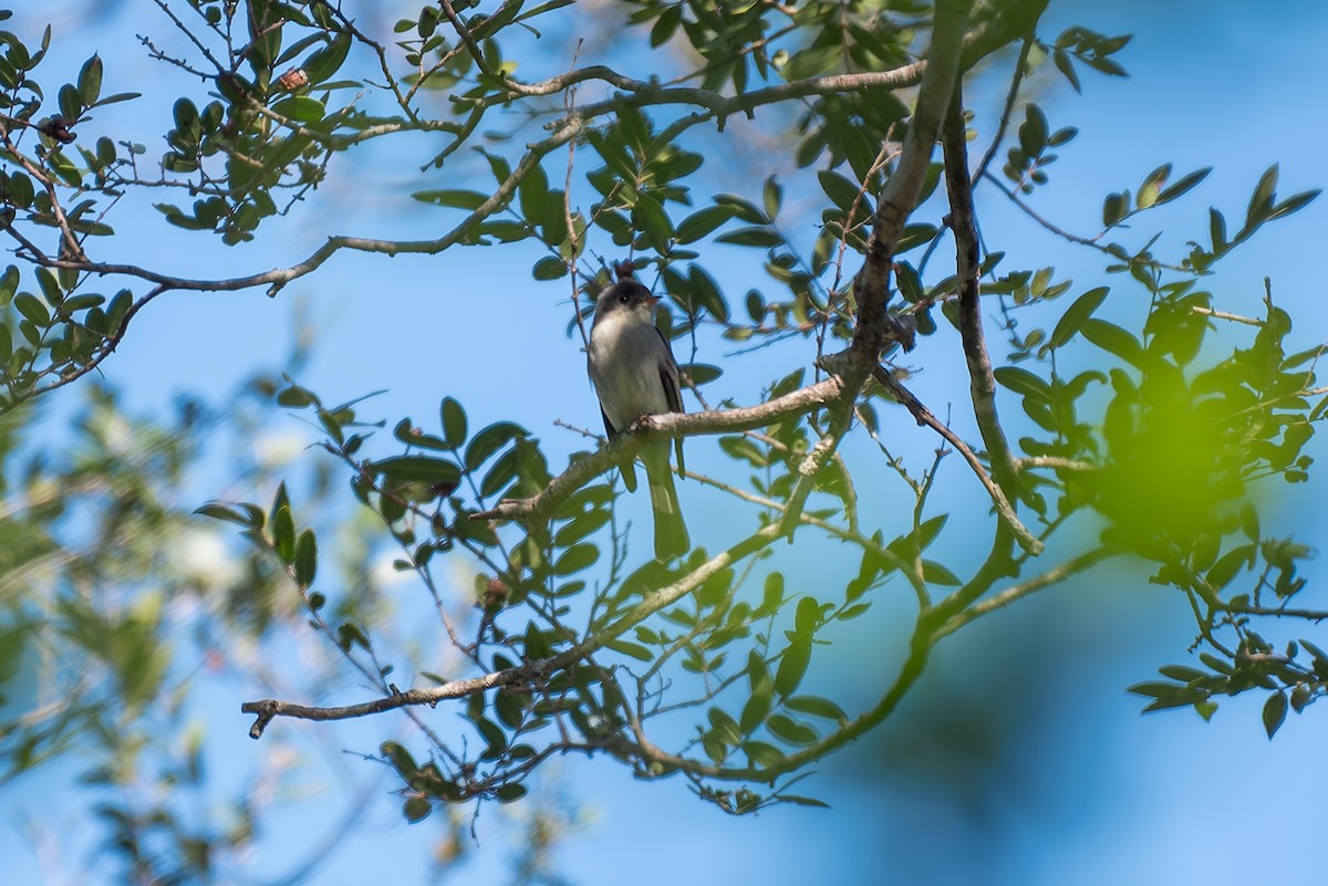 Southern Tropical Pewee - ML621001732