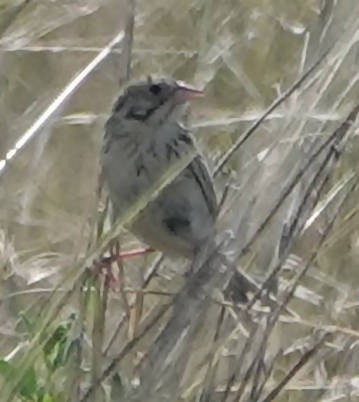 Baird's Sparrow - Doug Wassmer