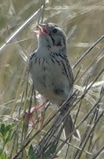 Baird's Sparrow - Doug Wassmer