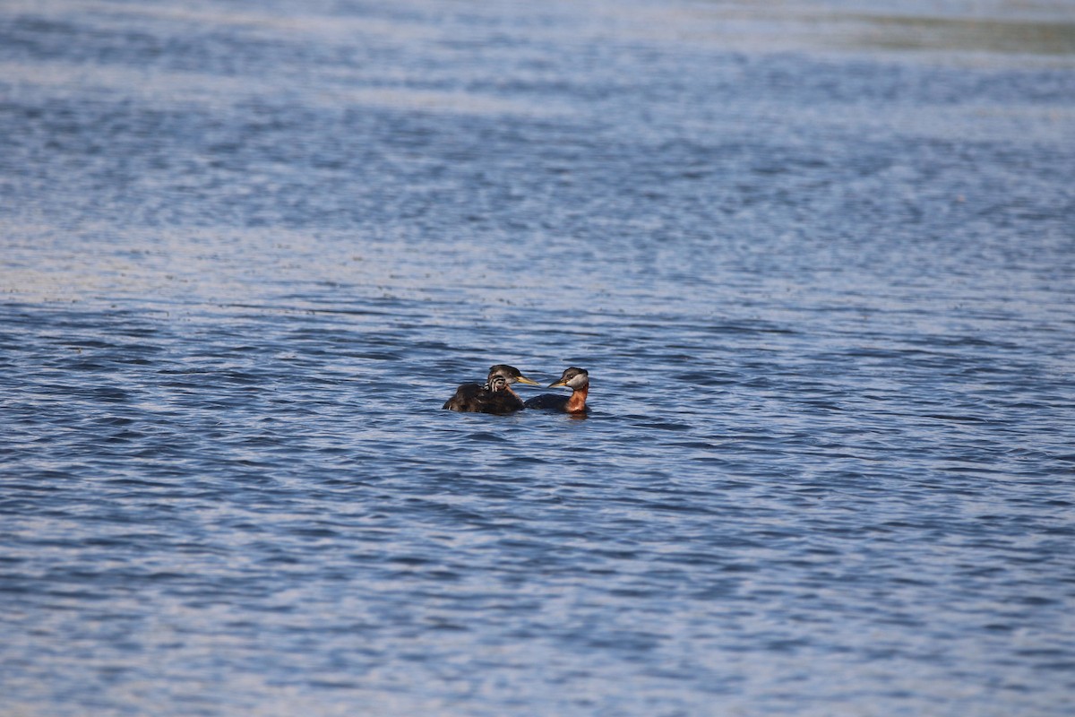Red-necked Grebe - ML621001808