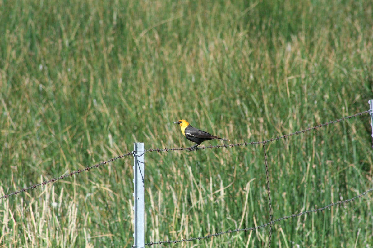 Yellow-headed Blackbird - ML621001810