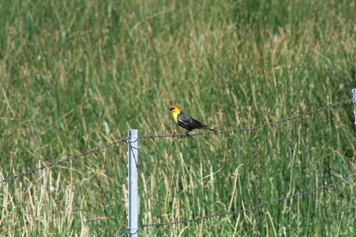 Yellow-headed Blackbird - ML621001811