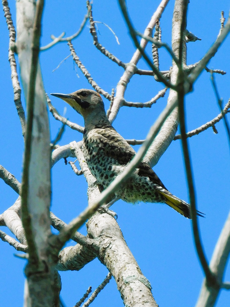 Northern Flicker (Yellow-shafted) - ML621001832