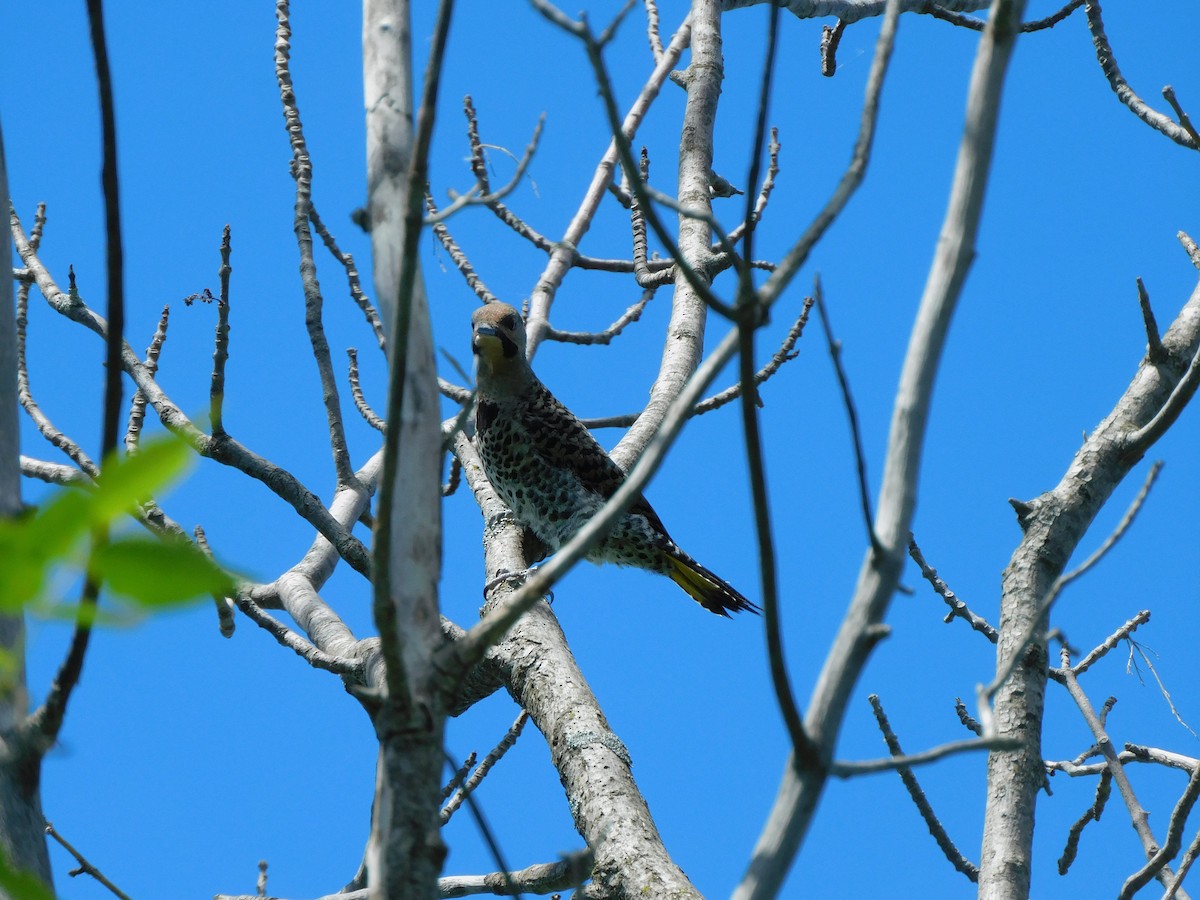 Northern Flicker (Yellow-shafted) - ML621001833
