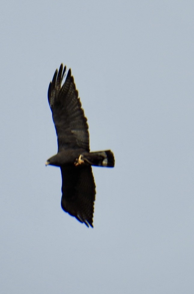 Zone-tailed Hawk - ML621001859