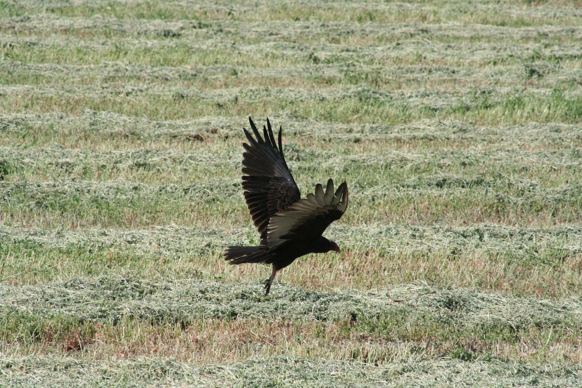 Turkey Vulture - ML621001884