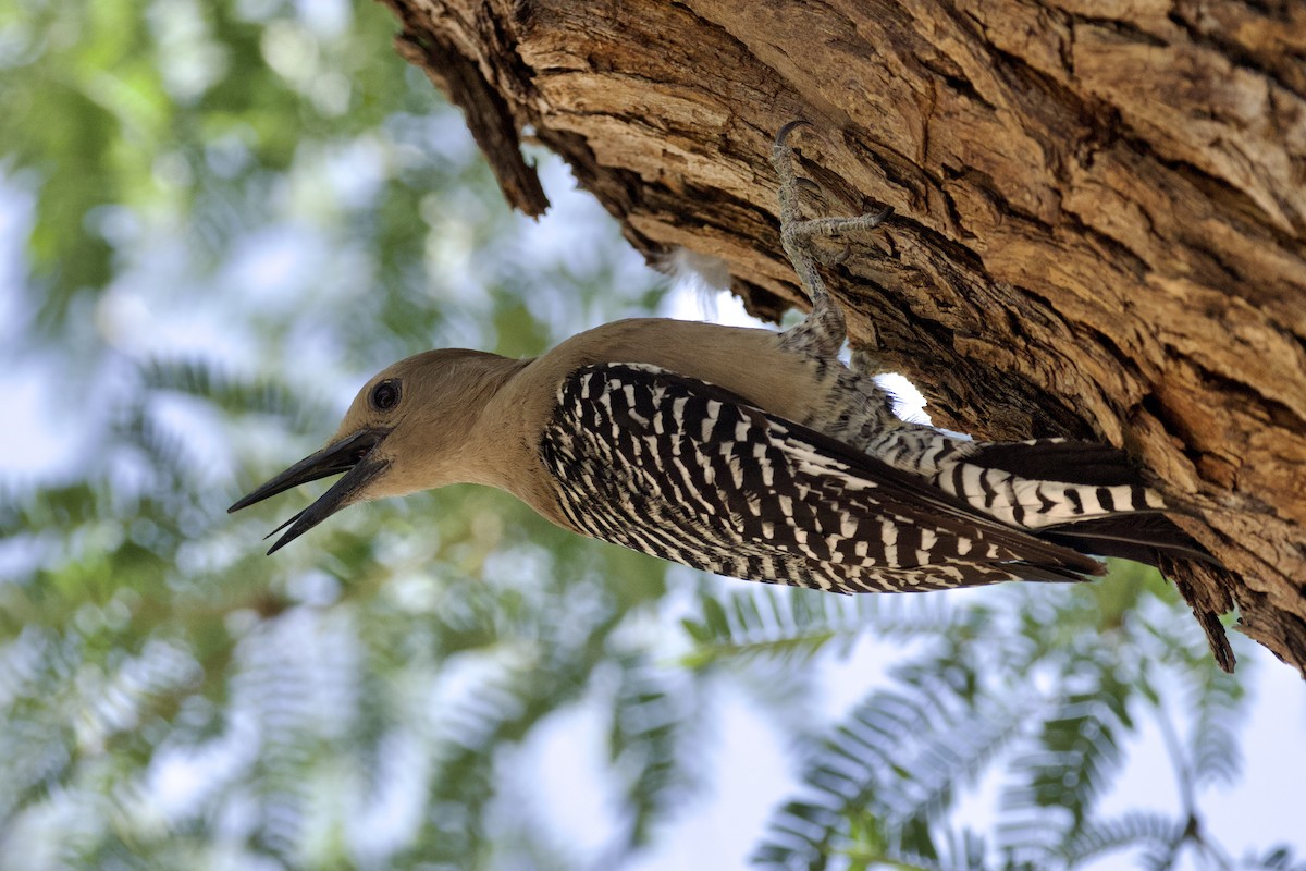 Gila Woodpecker - ML621001890