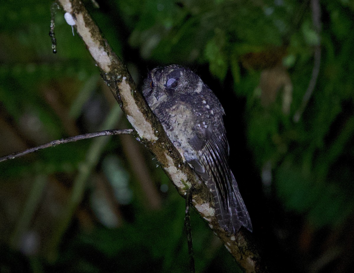 Mountain Owlet-nightjar - ML621001905