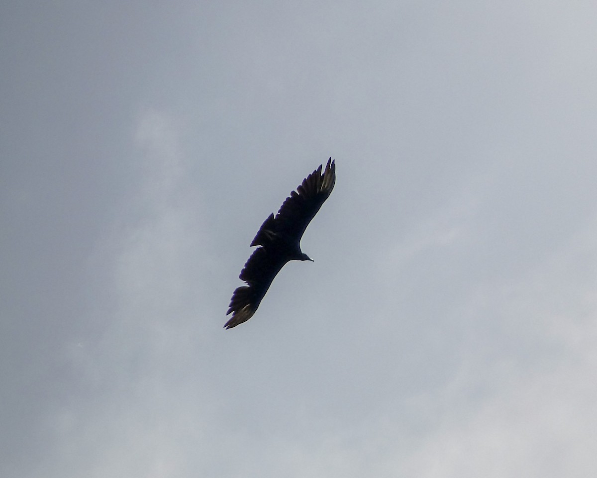 Black Vulture - ML621001942