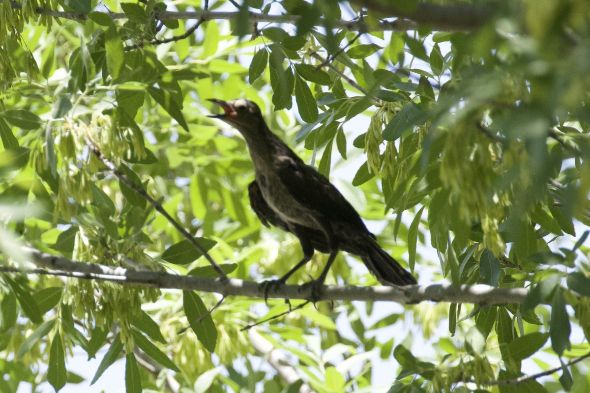 Great-tailed Grackle - ML621001943