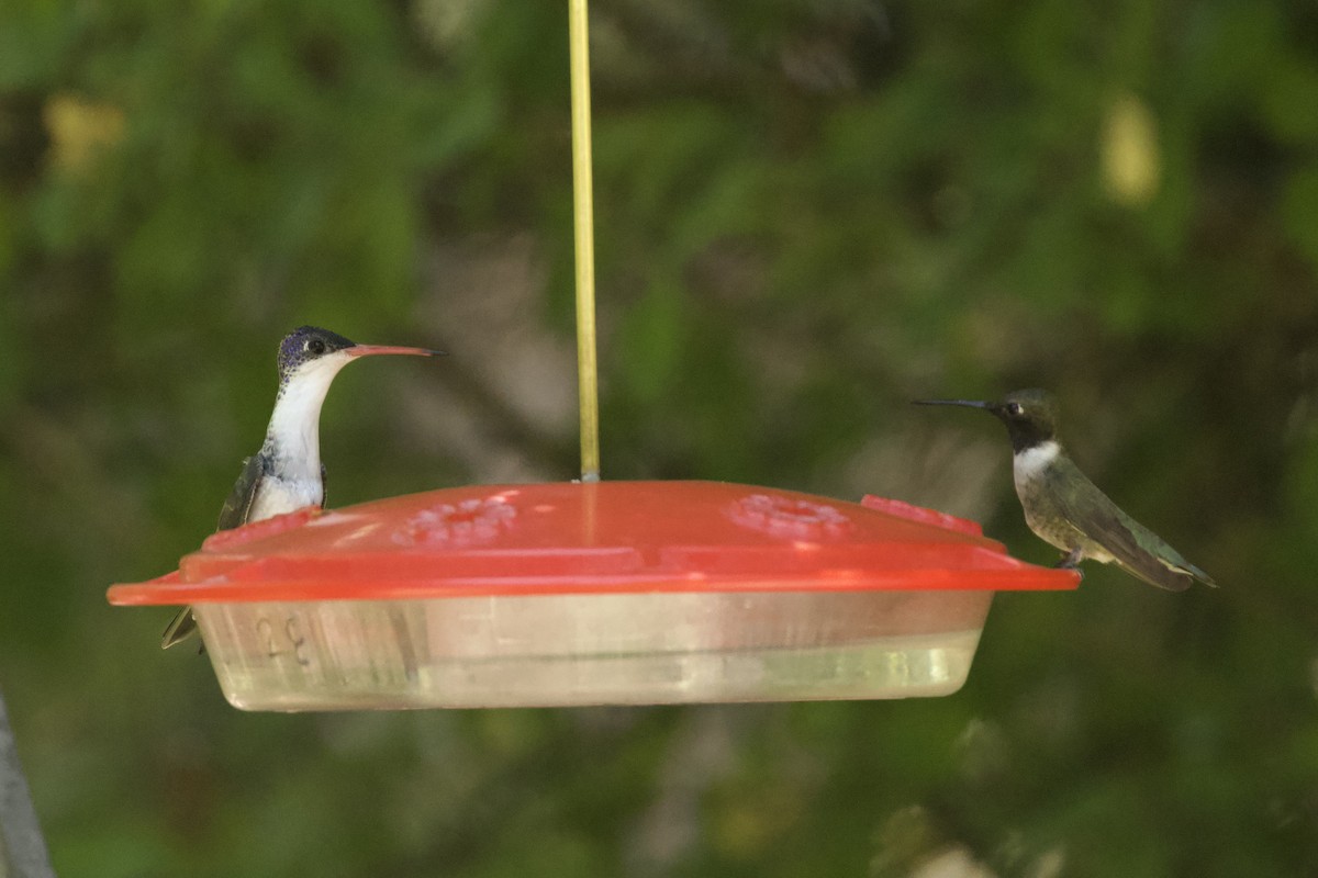 Violet-crowned Hummingbird - ML621001967