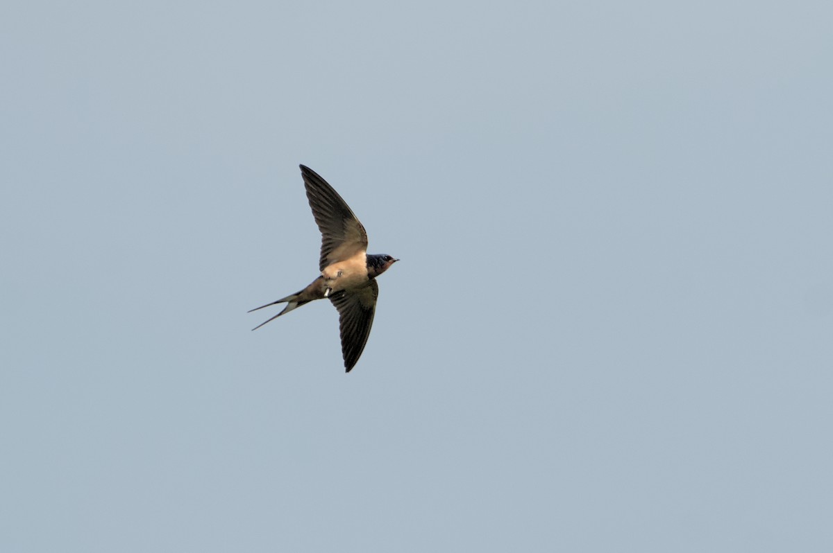 Barn Swallow - ML621002028