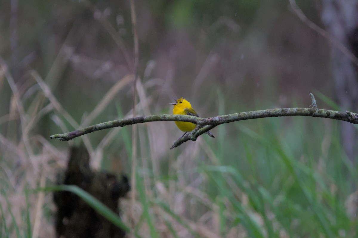 Prothonotary Warbler - ML621002041